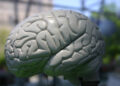 Lecznicze właściwości mózgu