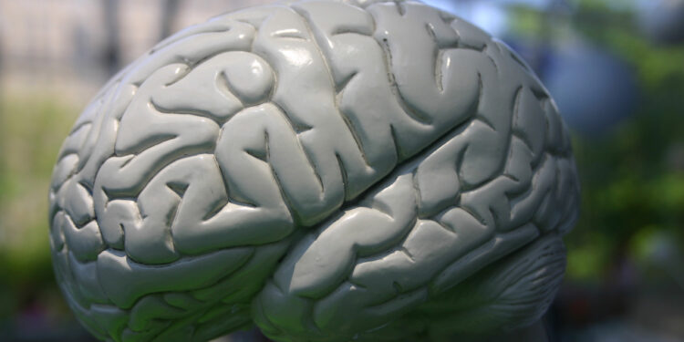 Lecznicze właściwości mózgu