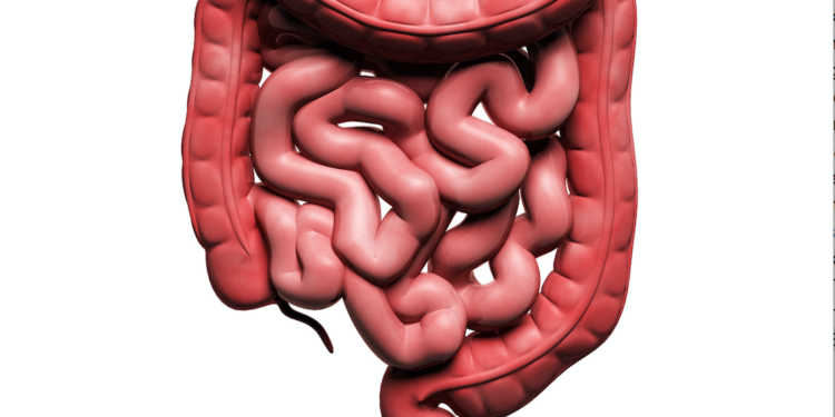 Zdrowie rodzi się w&nbsp;jelitach
